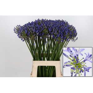 Agapanthus Eyfori Dark Blue Portugal Eijco