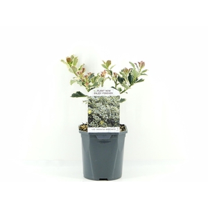Ilex aq. Argentea marginata