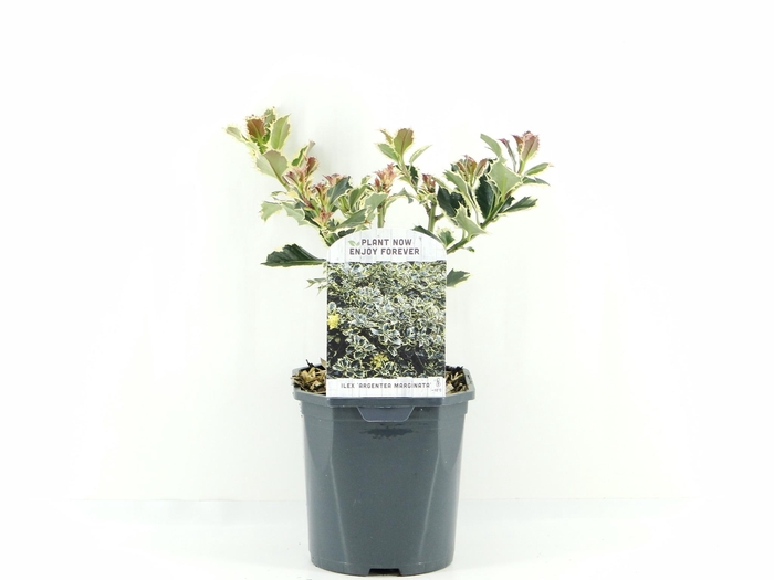 <h4>Ilex aq. Argentea marginata</h4>