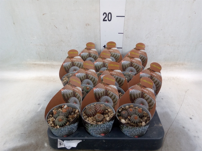 <h4>Cactus   ...</h4>