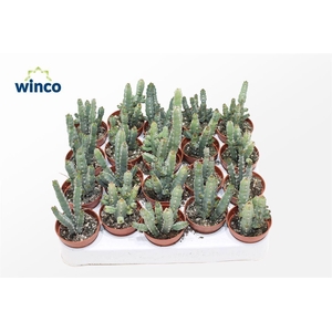 Euphorbia Debilispina