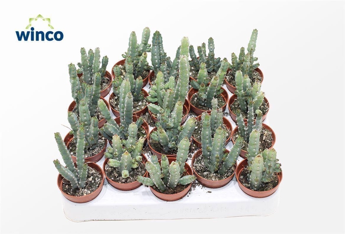 <h4>Euphorbia Debilispina</h4>