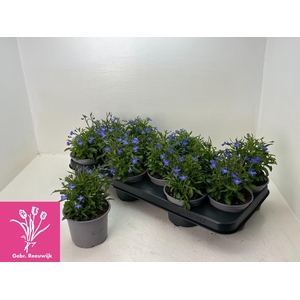 LOBE ER COMPACTA BLA