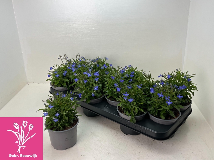 <h4>LOBE ER COMPACTA BLA</h4>