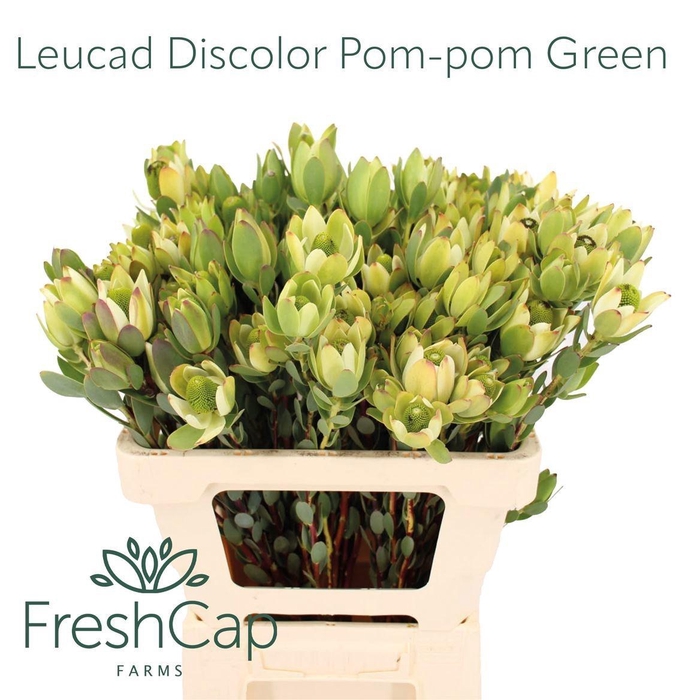 <h4>LEUCAD DISC POM-POM</h4>
