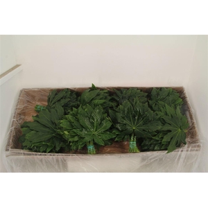 FATSIA JAPONICA BLAD