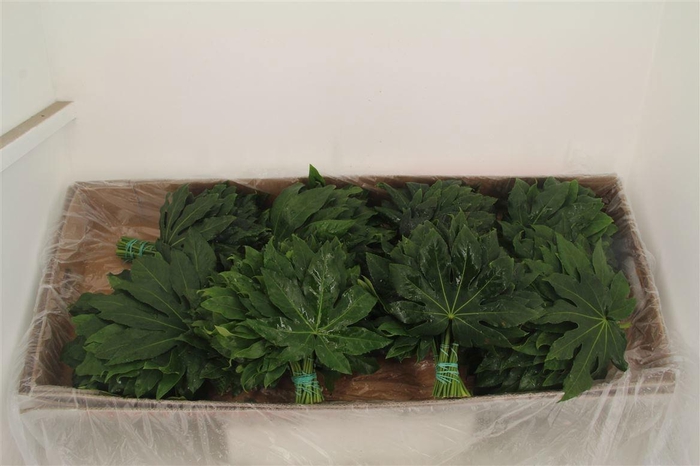 <h4>FATSIA JAPONICA BLAD</h4>