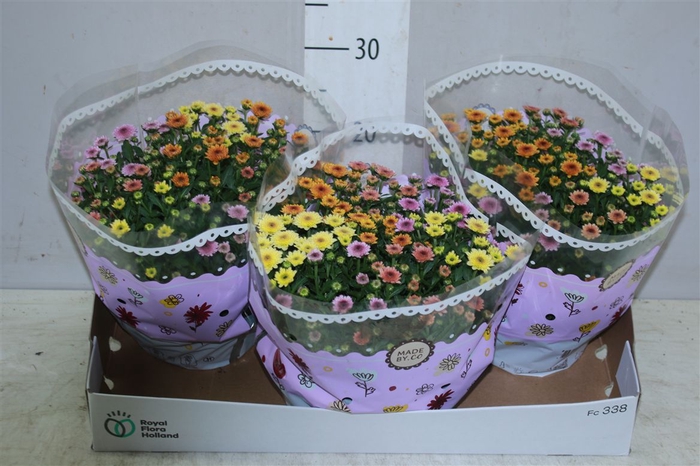 <h4>Chrysanth Jellyfish Carnaval Schaal</h4>