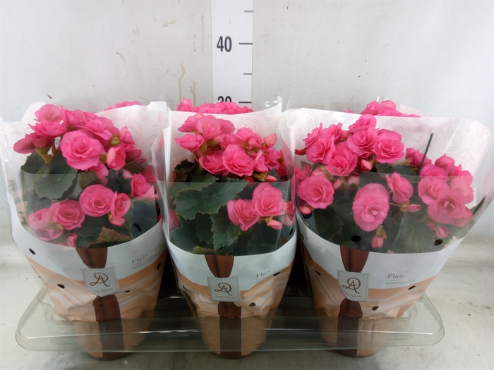 <h4>Begonia elat. HL 'Adonia Pink'</h4>