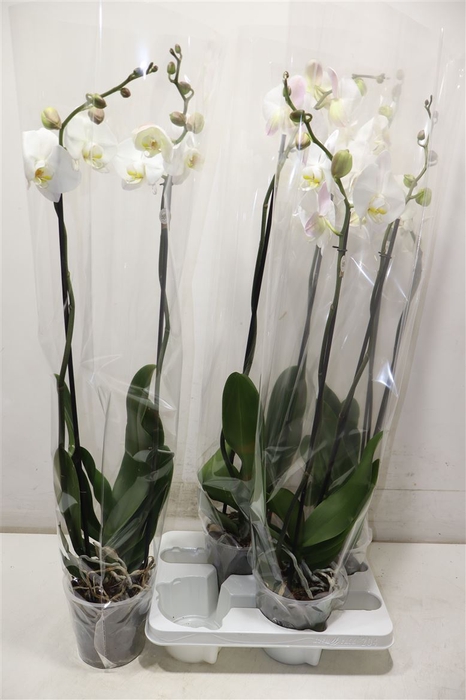 <h4>Phal Ov Wit</h4>