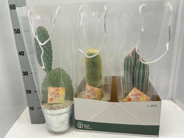 <h4>CACTUS GEM</h4>