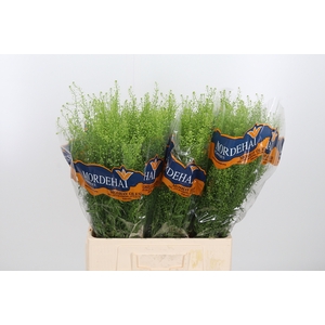 Lepidium Green Bell