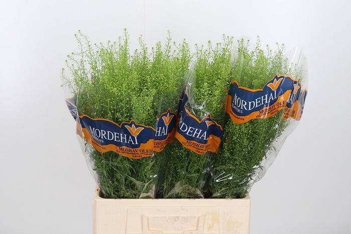<h4>Lepidium Green Bell</h4>