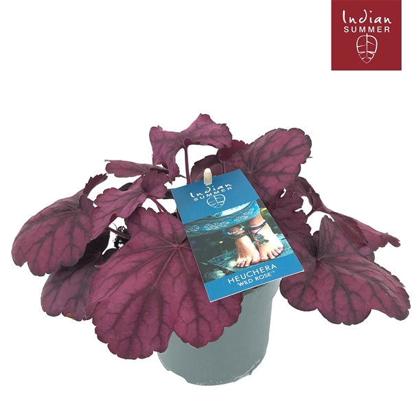 <h4>Heuchera 'Indian Summer' Pink</h4>