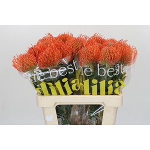 Nutans Ayoba Mandarin Zest