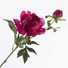 Paeonia Open Cerise FL440349CER