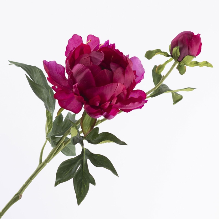 <h4>Paeonia Open Cerise FL440349CER</h4>