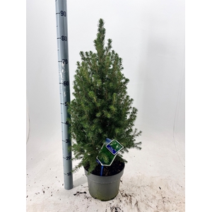 PICEA GL DECEMBER