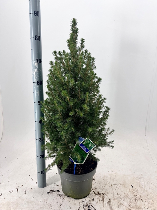 <h4>PICEA GL DECEMBER</h4>