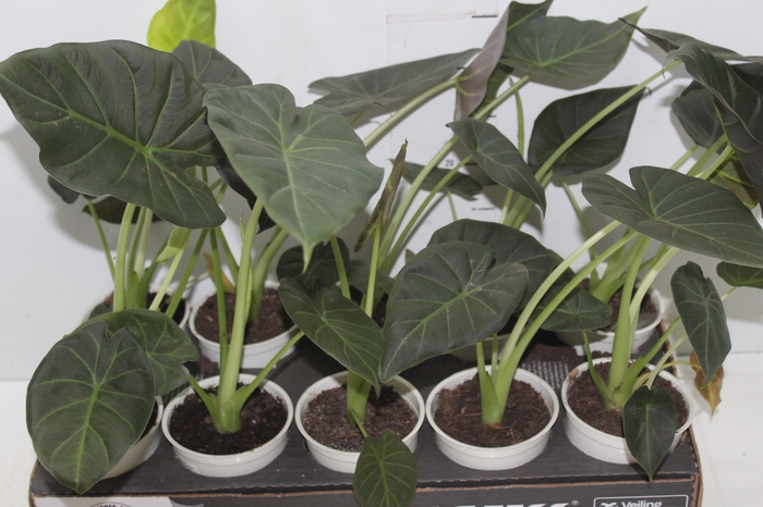 <h4>ALOCASIA REGAL SHIELDS P12</h4>