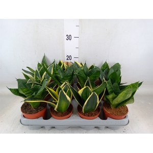Sansevieria trifa. 'Hahnii'
