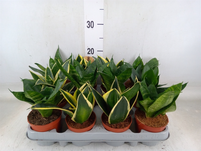 <h4>Sansevieria trifa. 'Hahnii'</h4>