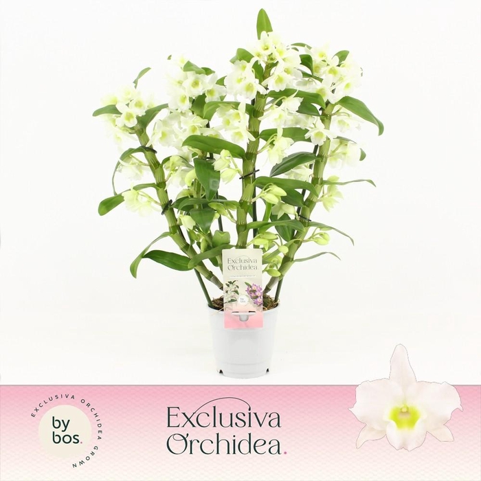 <h4>Dendrobium Nobilé, Apollon 4-spike 'Exclusiva Orchidea'</h4>