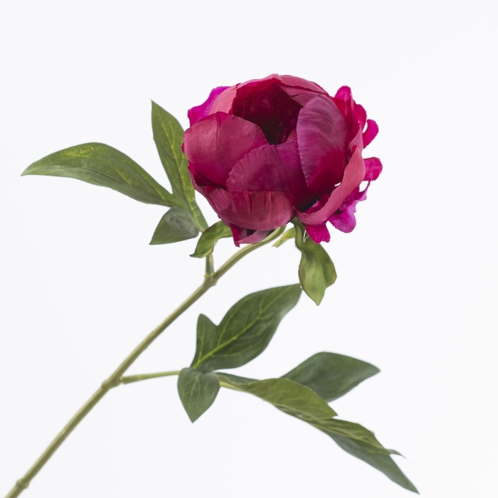 <h4>Paeonia Cerise FL440348CER</h4>