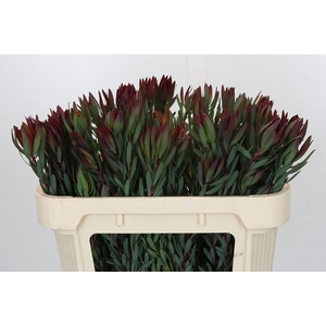 Leucadendron Blush Spray