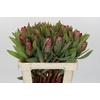 Protea Robijn