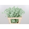 Eryn Orion Kl Bh Mint Groen