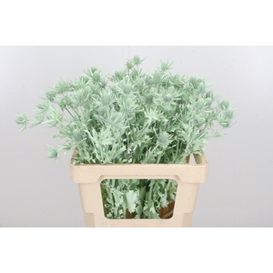 Eryn Orion Kl Bh Mint Groen