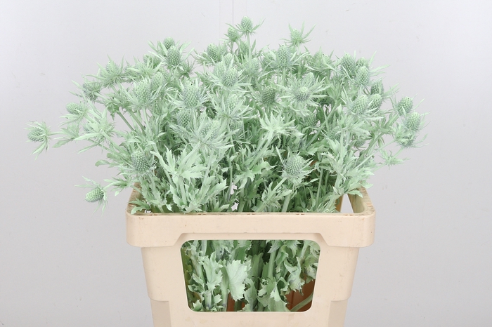 <h4>Eryn Orion Kl Bh Mint Groen</h4>