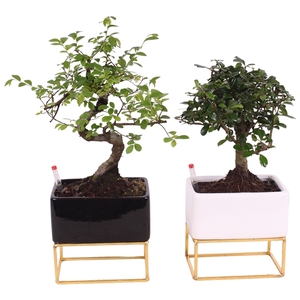 Bonsai Mixed in Easy Care Black/White with metal frame ø17cm