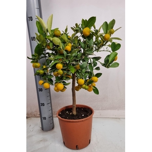 CITR MICROCARPA