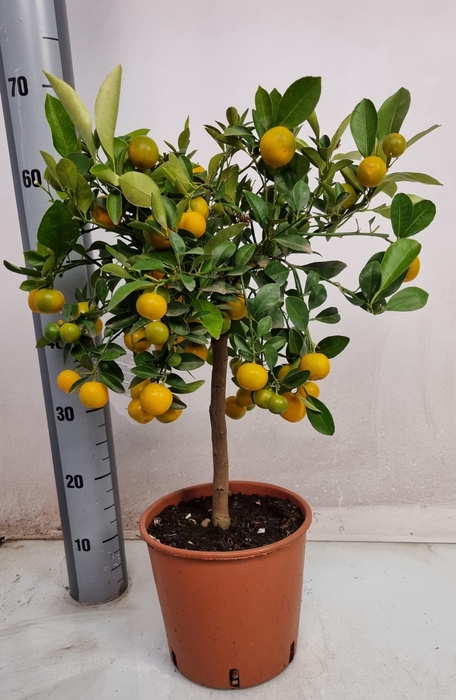 <h4>CITR MICROCARPA</h4>