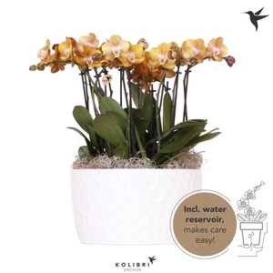 Kolibri Orchids Phalaenopsis Mono Bouquet Las Vegas 9 spike in Honey dish with watering system