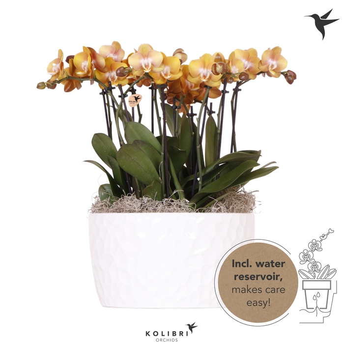 <h4>Kolibri Orchids Phalaenopsis Mono Bouquet Las Vegas 9 spike in Honey dish with watering system</h4>