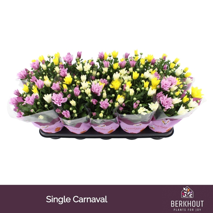 <h4>Chrysanthemum gemengd in pot</h4>