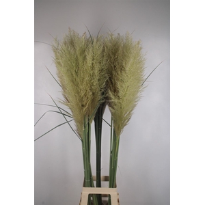 . Organic Cortaderia