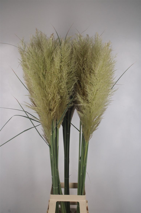 . Organic Cortaderia