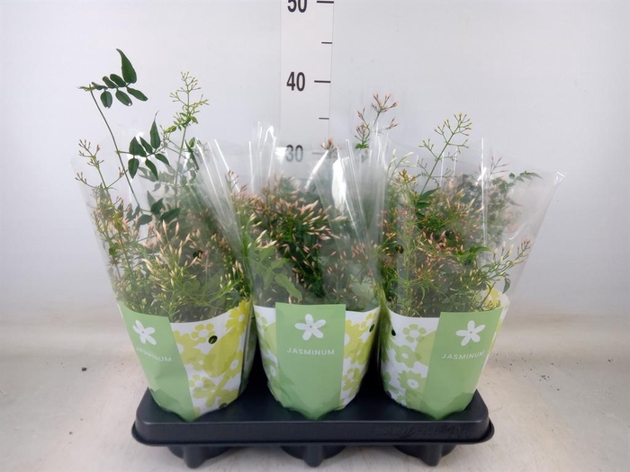 <h4>Jasminum polyanthum</h4>