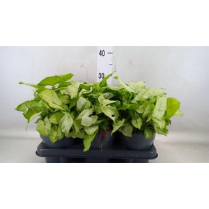 Syngonium  'White Butterfly'