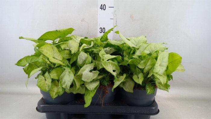 <h4>Syngonium  'White Butterfly'</h4>