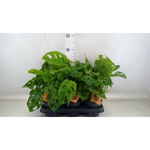 Monstera obliqua 'Monkey Mask'