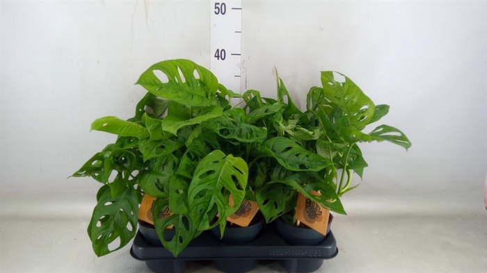 <h4>Monstera obliqua 'Monkey Mask'</h4>