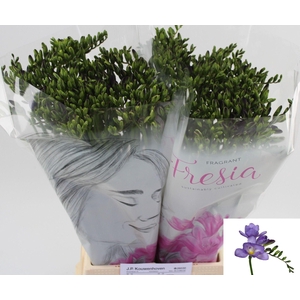 Freesia enk Delta River