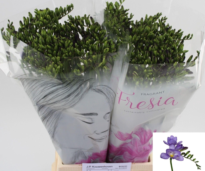<h4>Freesia enk Delta River</h4>