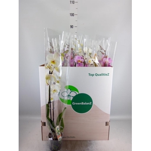 Phalaenopsis   ...mix