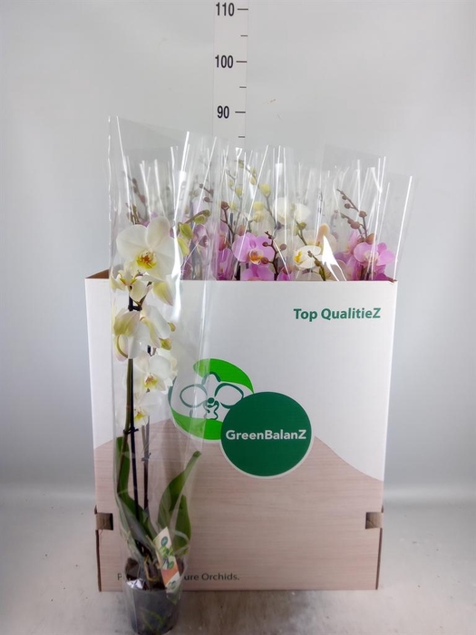 <h4>Phalaenopsis   ...mix</h4>